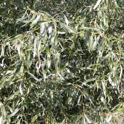 ������ ������ ��� ������������ ����������   ����