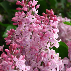 ������ ������ ������ ����������� ������   ����