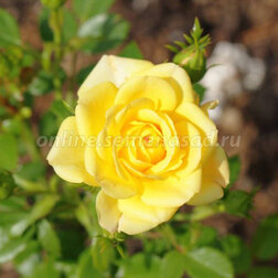 ������ ������ ���� �������������� ������ �����   ����