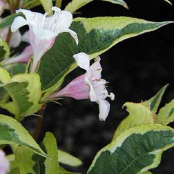 ������ ������ ������� �������� ������� ���� ���������   ����