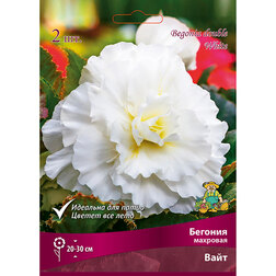 ������ ������ ������� �������� ���� (2 ��.)   ����