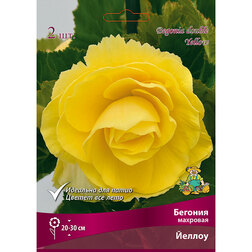 ������ ������ ������� �������� ������ (2 ��.)   ����