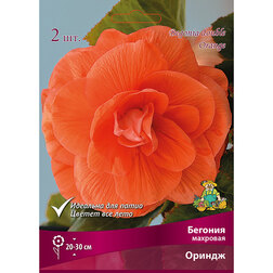 ������ ������ ������� �������� ������   ����