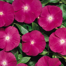 ������ ������ ���������� ������� ��������� (1��-100��) ���������������� ������   ����