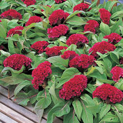 ������ ������ ������� ����������� ����� ��� (1��-1000��) ���������������� ������   ����