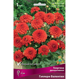 ������ ������ �������� ������������ ������� ��������   ����