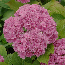 ������ ������ ��������� �������������� � ��� �� ������   ����