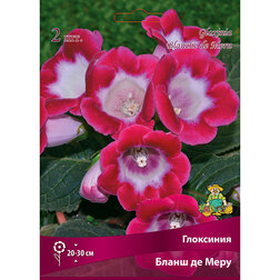 ������ ������ ��������� ����� �� ���� (2 ��.)   ����