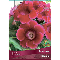 ������ ������ ��������� ������   ����