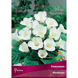 ������ ������ ��������� �������   ����