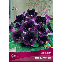 ������ ������ ��������� ����� �������   ����