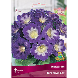 ������ ������ ��������� �������� ���   ����