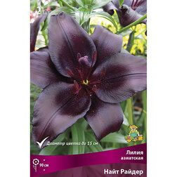 ������ ������ ����� ��������� ���� ������ (2 ��.)   ����