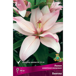 ������ ������ ����� ��������� �������� ������ (2 ��.)   ����