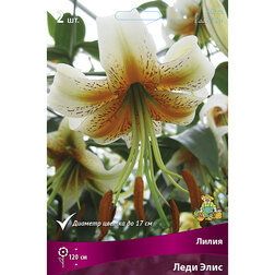 ������ ������ ����� ������� ���� ���� (2 ��.)   ����