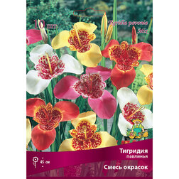 ������ ������ �������� �������� ����� �������   ����