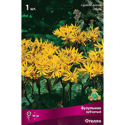 ������ ������ ��������� �������� ������   ����