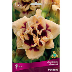 ������ ������ �������� ��������� (�������)   ����