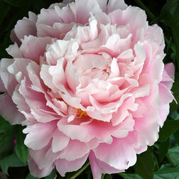 ������ ������ ���� ����������� ������ ����*   ����