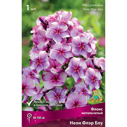 ������ ������ ����� ����������� ���� ���� ���   ����