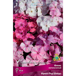 ������ ������ ����� ����������� ����� ��� �����   ����