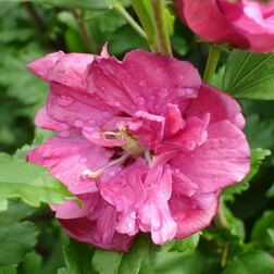 ������ ������ �������� ��������� �� �� ������   ����