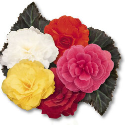 ������ ������ ������� ��������� ������� ����� ���� (1��-100 �����) ���������������� ������   ����