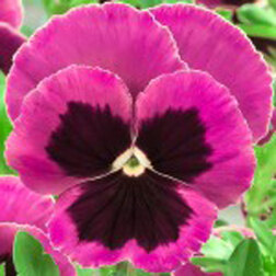 ������ ������ ����� ��������������� �������� ���� ��� ����� (1��-100��) ���������������� ������   ����