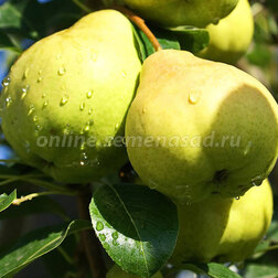 ������ ������ ����� ������������ ���� (� �����)   ����