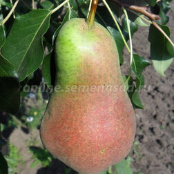 ������ ������ ����� ��������� �������� (������� ���������) (� �����)   ����