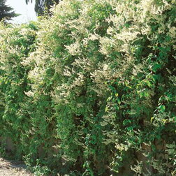 ������ ������ ����� �������   ����