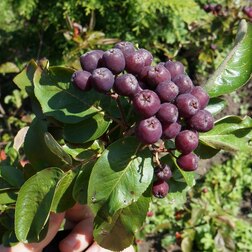 ������ ������ ������ ����� (������ ������ ������������) (� �����)   ����