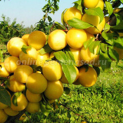 ������ ������ ����� ������� (�����) ����� ������ (������ �����) (� �����)   ����