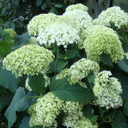 ������ ������ ��������� ����������� ��������   ����