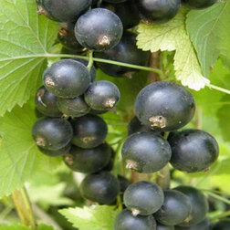 ������ ������ ��������� ������ �������   ����