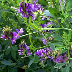 ������ ������ ������� ���������� ���� (1��-100��)   ����