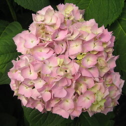 ������ ������ ��������� �������������� �������   ����