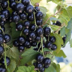 ������ ������ ��������� ������ �������   ����