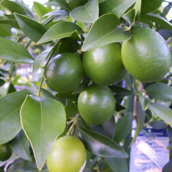 ������ ������ ��������� (��������)   ����