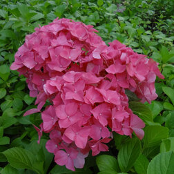 ������ ������ ��������� �������������� ������ �����   ����