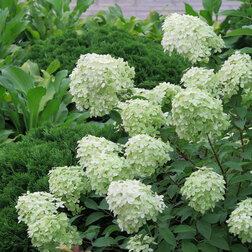 ������ ������ ��������� ����������� (���� ����)   ����