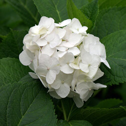 ������ ������ ��������� �������������� ���� �����   ����