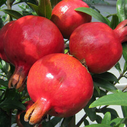 ������ ������ ������� ������� ���� (����������)   ����