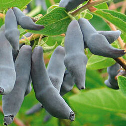 ������ ������ ������� ��������� ���������� (��������� ���������)   ����