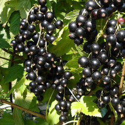 ������ ������ ��������� ������ ��������   ����