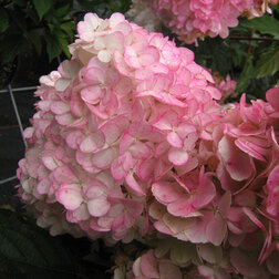 ������ ������ ��������� ����������� ������ �����   ����