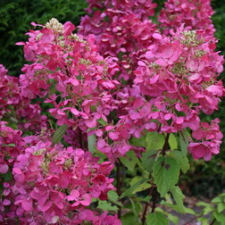 ������ ������ ��������� ����������� ������� ���   ����