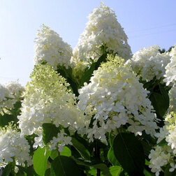 ������ ������ ��������� ����������� (�����)   ����