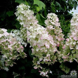 ������ ������ ��������� ����������� ���� ����   ����