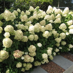 ������ ������ ������� ��������� ������ (�����������)   ����